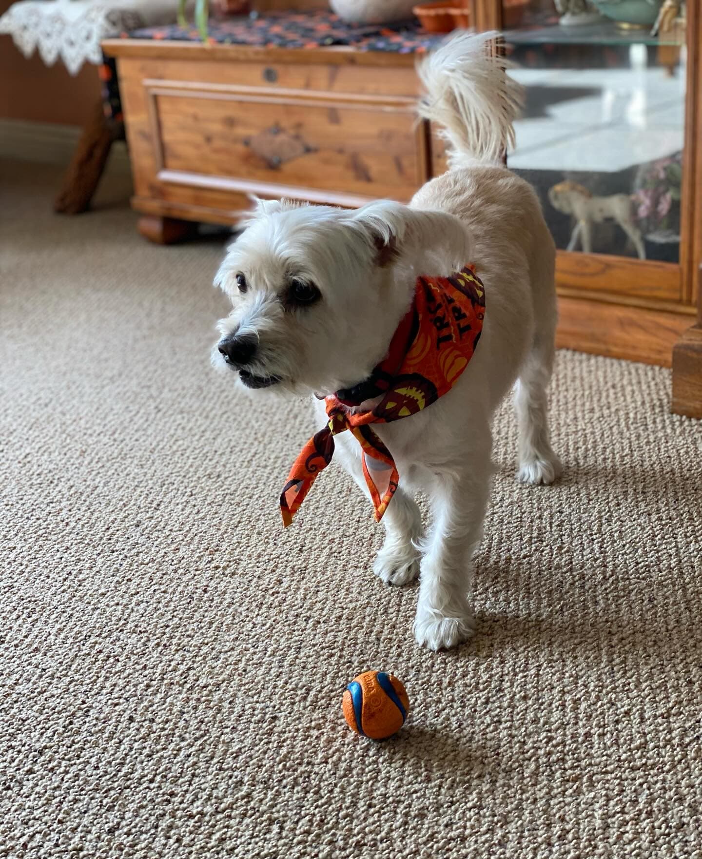 Dog with bandana and ball