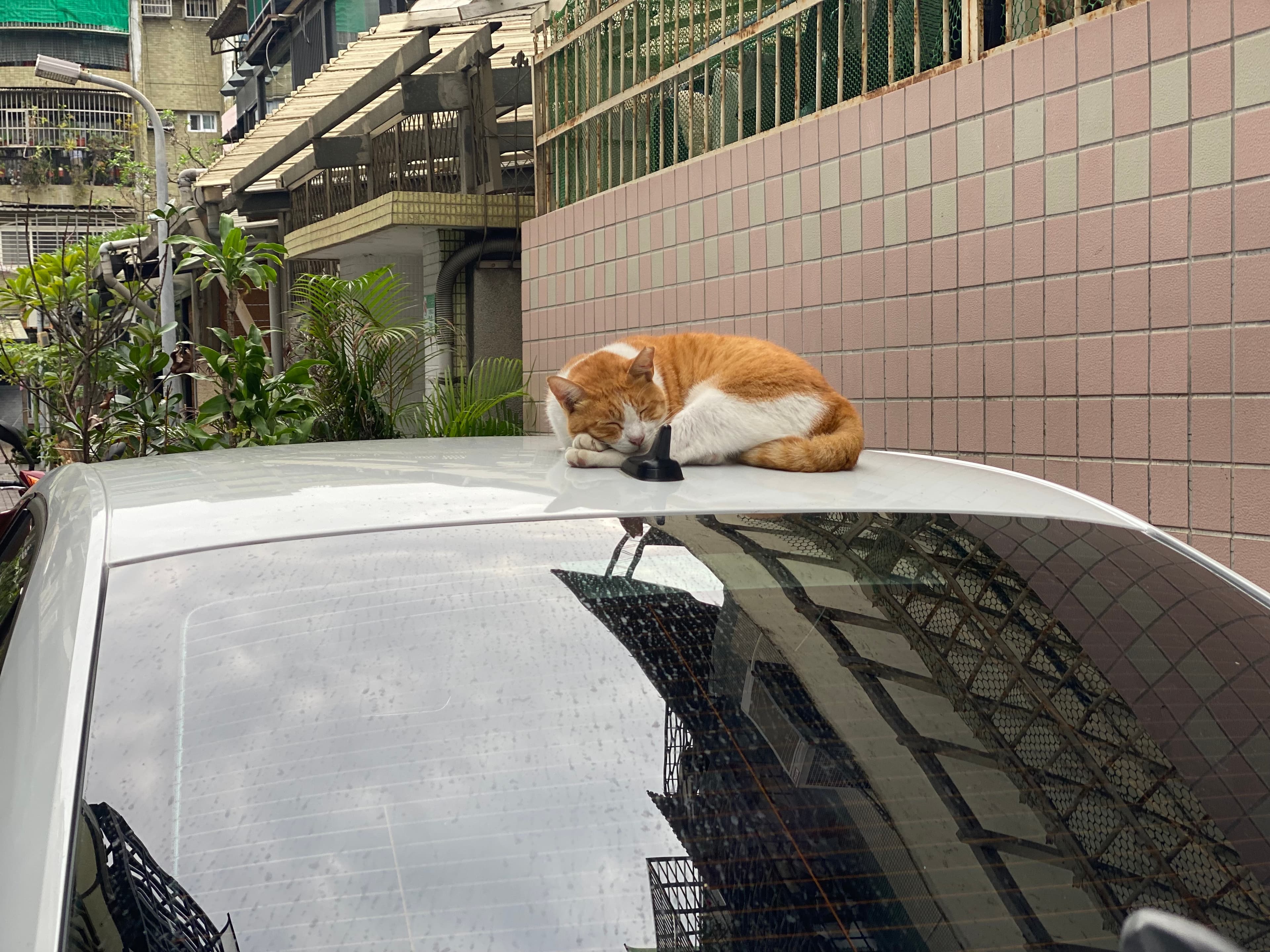 Cat sleeping on top of a car